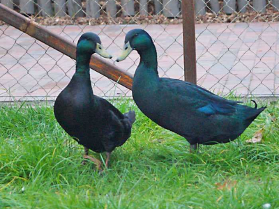 Hühner, Gänse und Enten