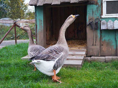 Hühner, Gänse und Enten