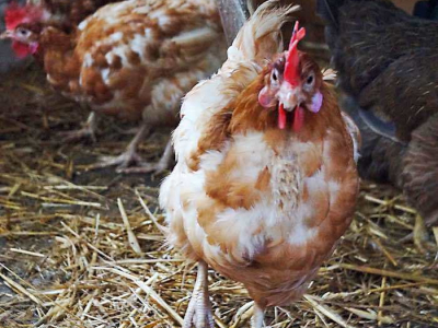 Hühner, Gänse und Enten